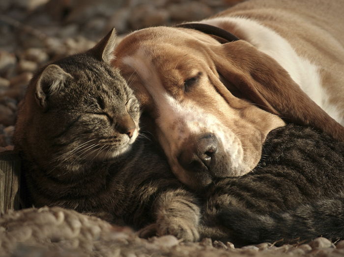 Ecco delle belle foto della buonanotte: un gatto grigio addormentato e un cane giallo addormentato con un cane giallo e un detto