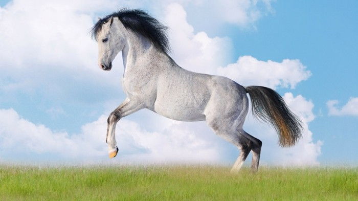 background-image-nice-raging-horse-in-wit