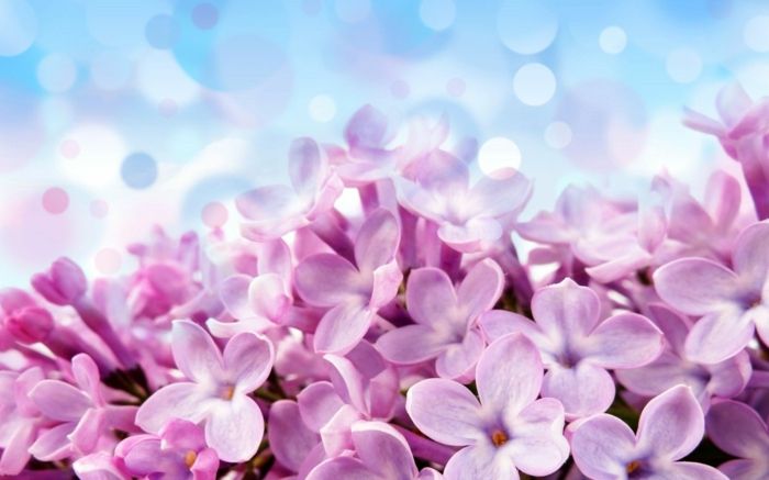 Hyacint, jeden z najkrajších jarných kvetov, ružové kvety, pozadia na jarnú náladu