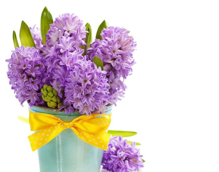 Hiacintų puokštė, violetinės gėlės, papuoštos geltonine juostele, gražios pavasario gėlės