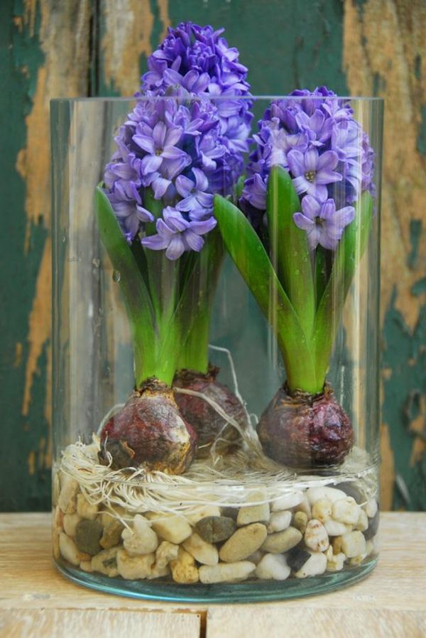 flori-in-frumos-violet zambile-grădină cu flori de culoare - plantare în acasă-