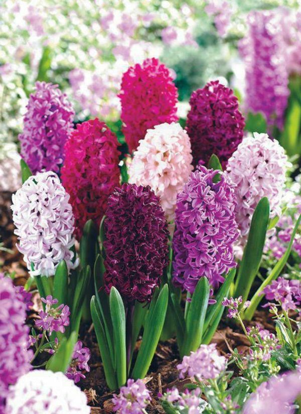 flori-in-frumos-violet-farbe_ zambile-grădină cu flori