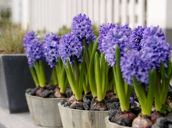 Hiacintai gėlių vazonuose, purpurinės gėlės, atneša pavasario nuotaiką namuose