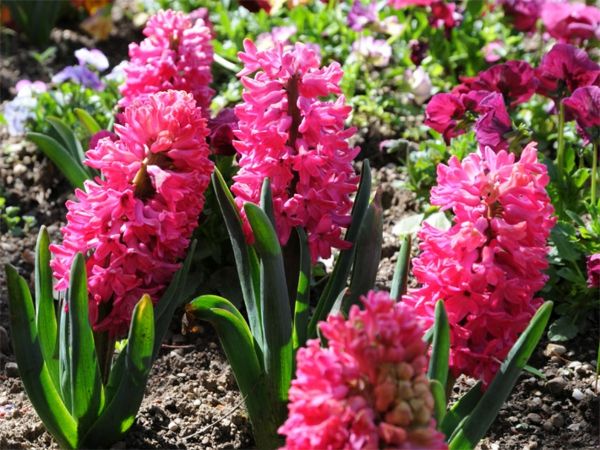 hyacint-med-vackra-rosa färg
