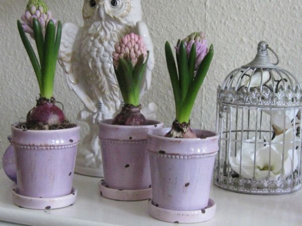 hyacint ružové