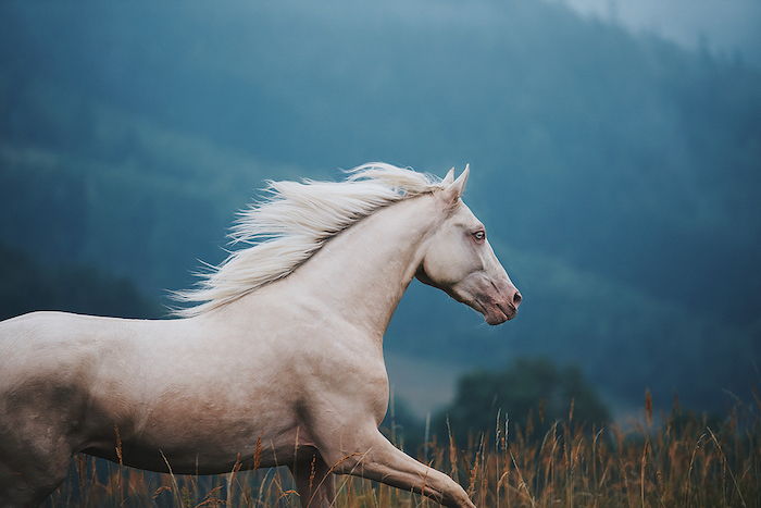 ta en titt på denne ideen om hesteproblemer og meget vakre hestevinster - her finner du en hvit, vakker villhest med en hvit, tett mane og blå øyne