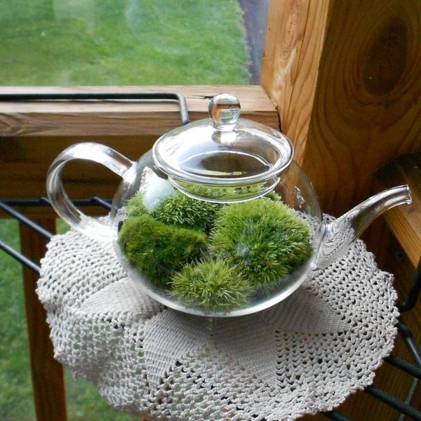 aranjat terariu - design foarte frumos - arata ca un ceainic