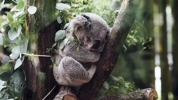 un piccolo koala grigio addormentato con un grande naso nero e un albero con foglie verdi