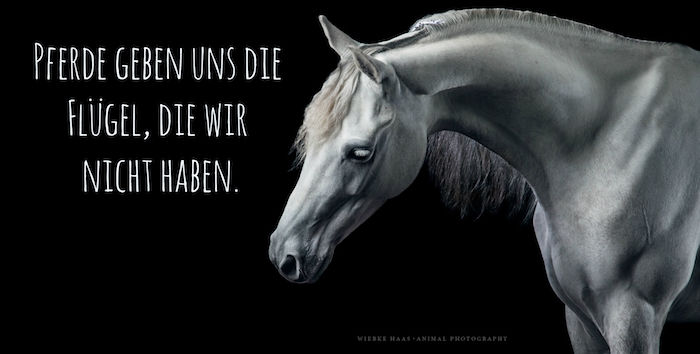 her er en grå hest med svarte øyne og en hvit lang mane, hestbilder med hestesetninger, et sitat