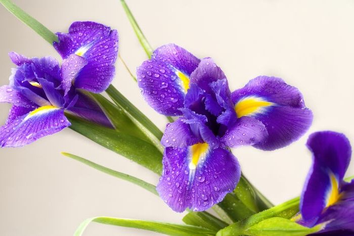 Iris, druhy kvetov od A do Z, fialovo-žlté kvety, tapety pre milovníkov kvetov