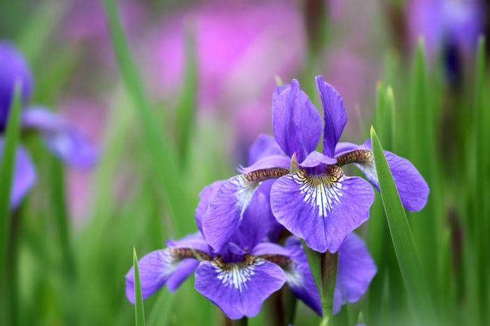 Paveikslėliai ir informacija apie gėles, ornamentus, violetines gėles, mėgaukitės gamta