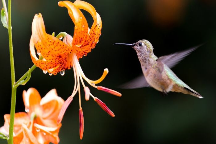 Irisos ir hummingbirds, fantastiški tapetai leidžia pajusti gamtą, apelsinų gėles