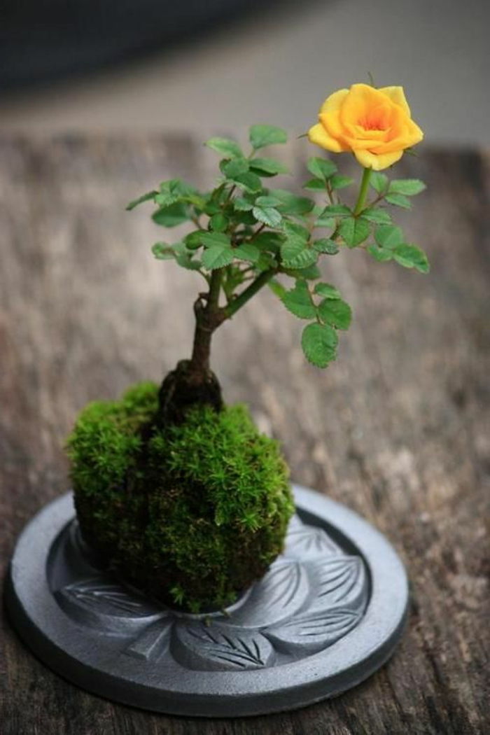 Japoński bonsai Art żółty podstawa metalowa Rose Moss
