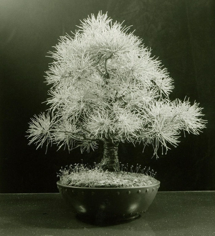 Sztuka japońska Bonsai White Pine