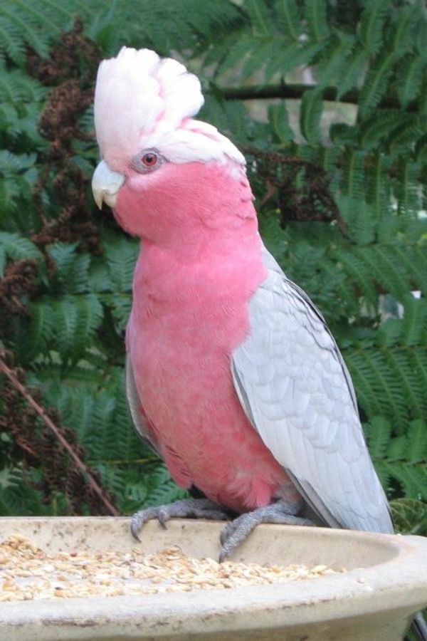 kakadu-in-pink-różowy-tolle_papagei
