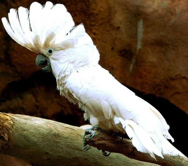 kakadu biała tapeta Parrot Parrot-image