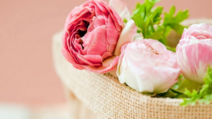 ružové kamélie v koši, pekný darček pre milú slečnu, veľké kvety v rôznych odtieňoch