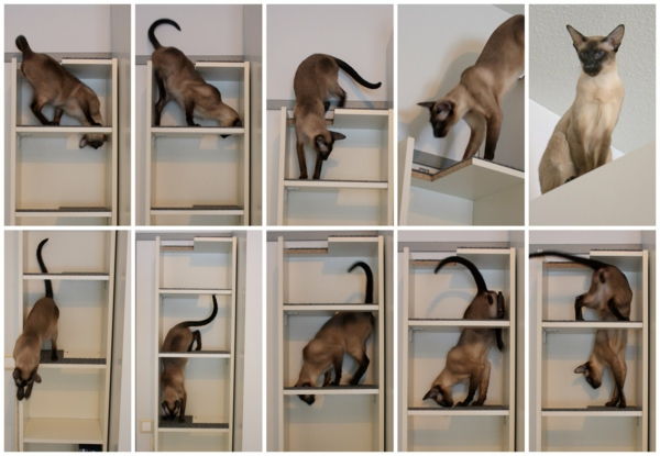pisica-alpinism perete distractiv-imagine