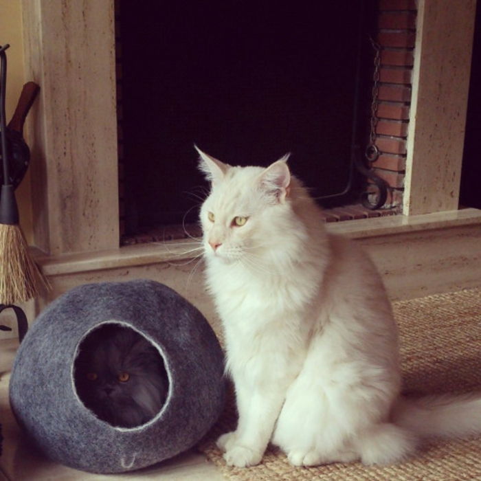Príslušenstvo pre mačky-cocoon-bet-Persian cat