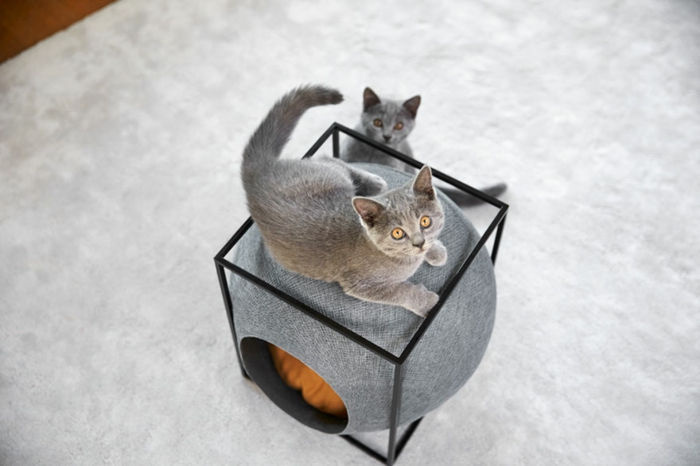 mačacie príslušenstvo - dve šedé mačky