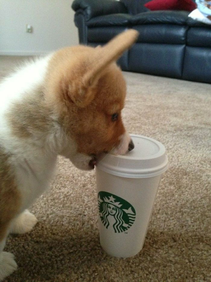 liten hund Kaffekrus-to-go Starbucks spill