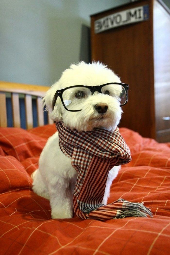liten hund hipster briller Plaid Neckerchief søt og flørt