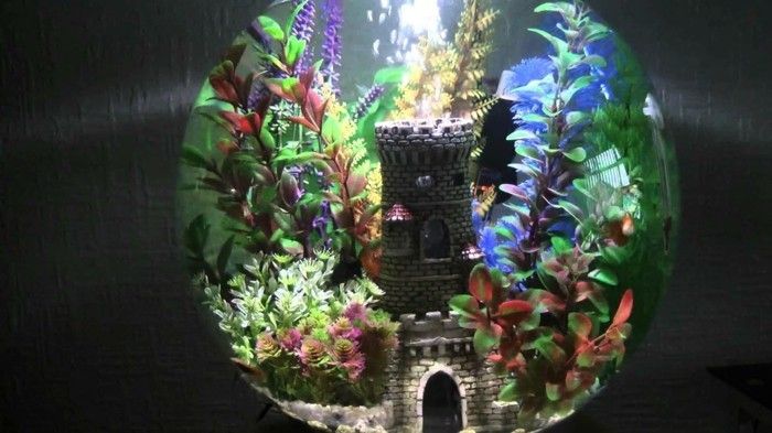 Ställa in små akvarium-med-en-slutna vattenanläggningar-little-fisk aquarium-