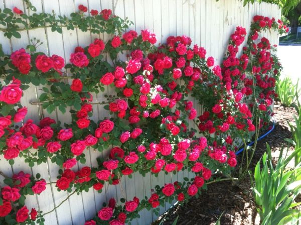puikus laipioti-Rose-rožinė-sodo dizaino idėjos
