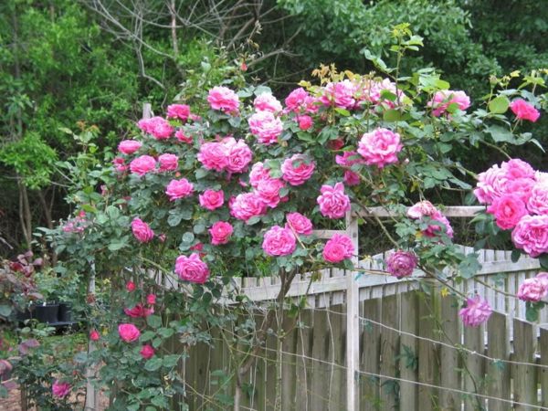 krásne lezenie-rose ružové kvety-gartendesgin