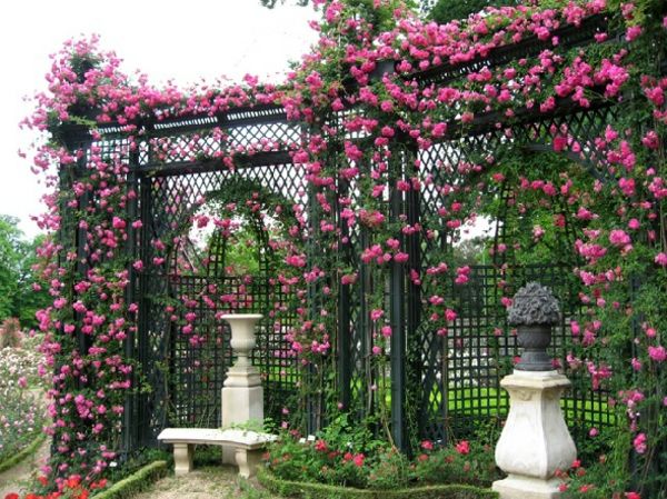 vijoklis po tvora rožinės rožės