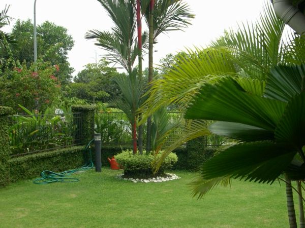 Palmieri în curte - plante exotice verzi