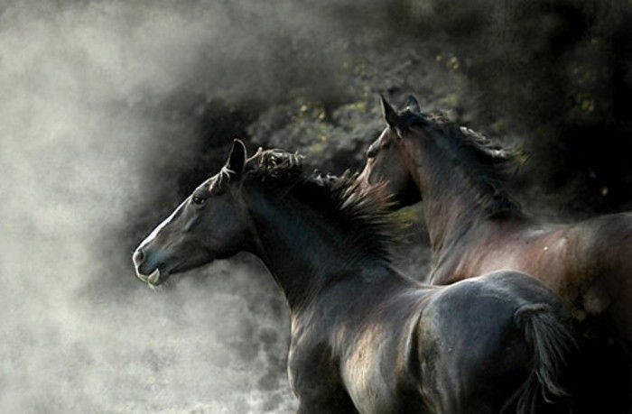 de-creatieve make-making-de-meest-horse-Worlds-dark-with-elegant-