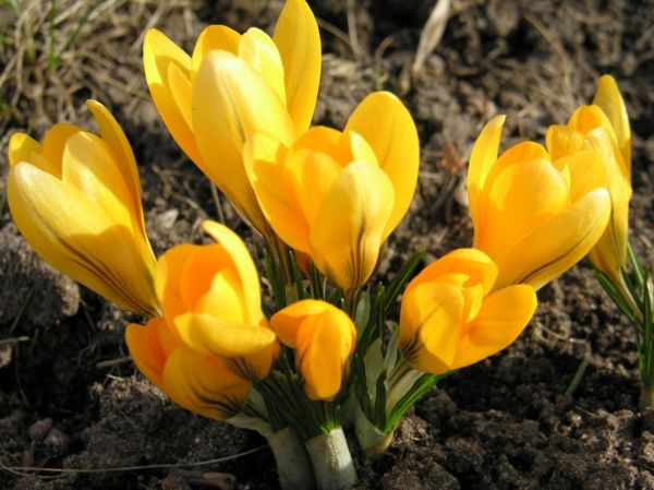 Crocus-in-galben-floare de primăvară