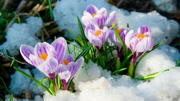 Crocus-in-violet flori de primăvară ---