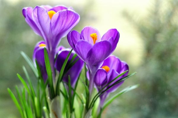 -krokus-in-violet-frühlingsblume-