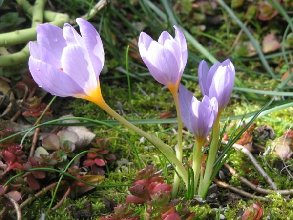 --krokus-in-violet flori de primăvară