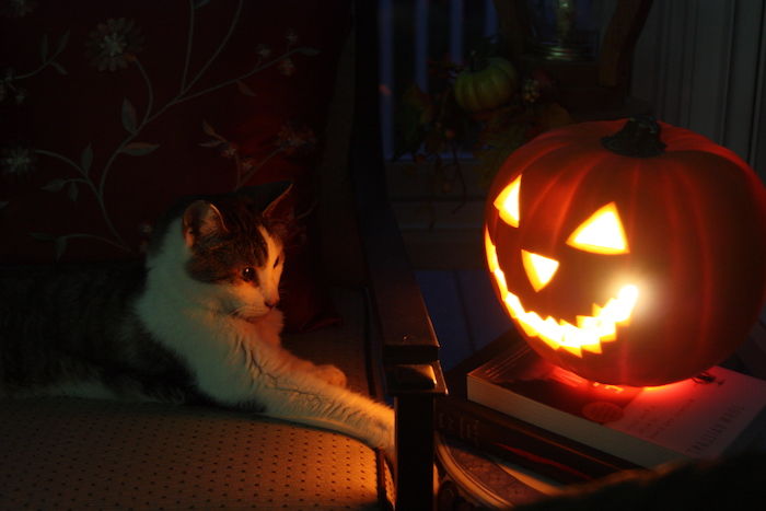 un gatto guarda la zucca inquietante - immagini di Halloween