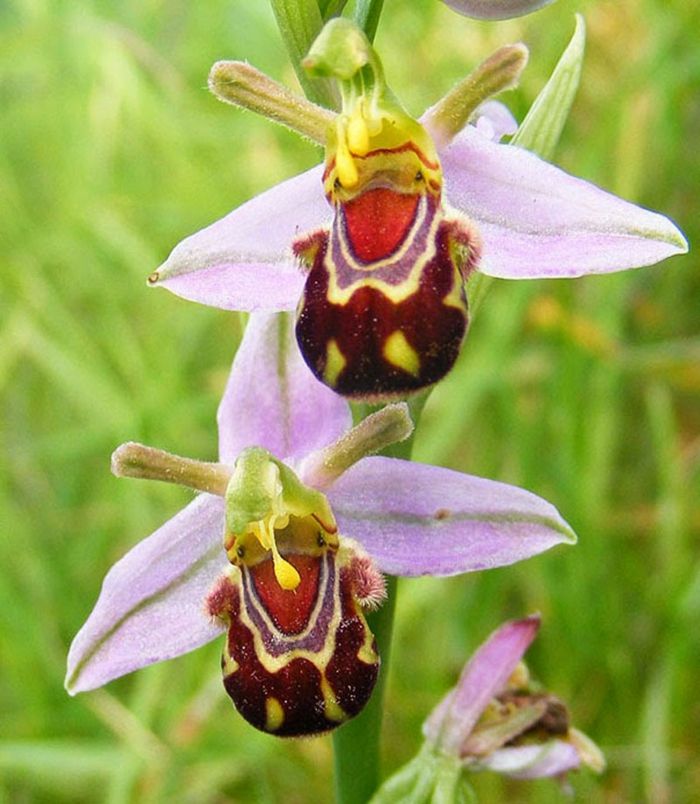 usmievavý-Orhideen druhov