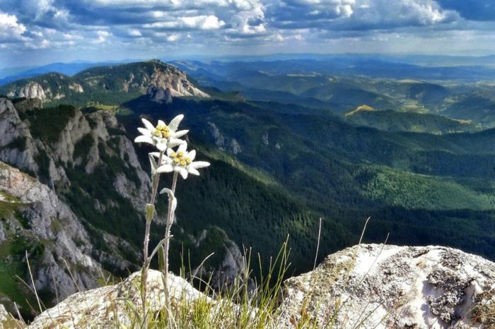 didingasis kraštovaizdis, edelweissas, kalnuose fone, daugelis gėlių mylėtojų tapetų