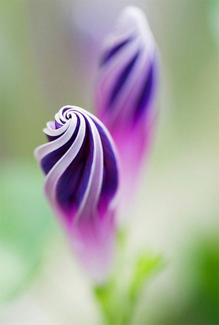 lilla blomst-med-unik form