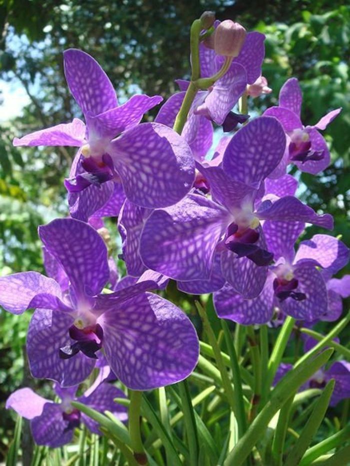 druh purpurovo Orhideen