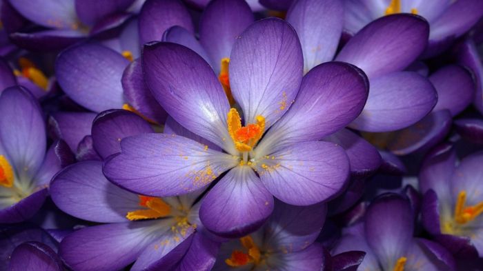 fialové krokusy, jeden z najkrajších jarných kvetov, tapety pre milovníkov šela a kvetov