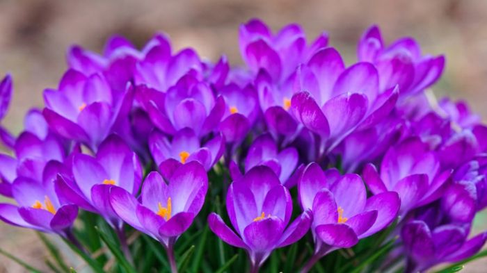 purpuriniai krokuzai, pavasario nuotaikos tapetai, krokų kilimas, gražūs pavasario pasiuntiniai