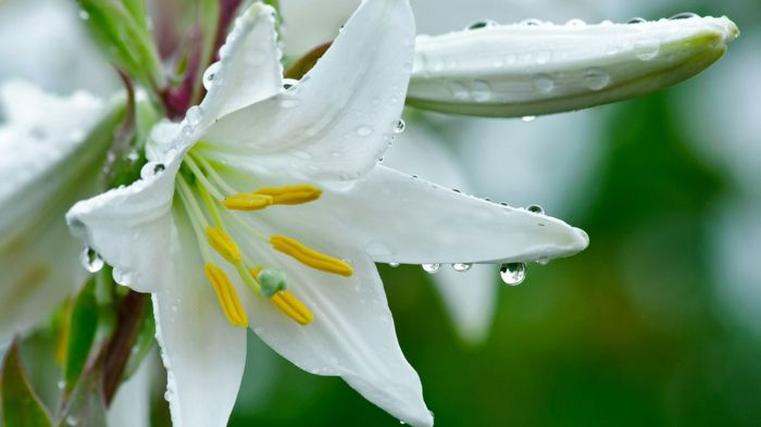 Kvetinové druhy od A do Z, Lilium, biely kvet s dažďovými kvapkami na ňom, cítiť prírodu a užívať si