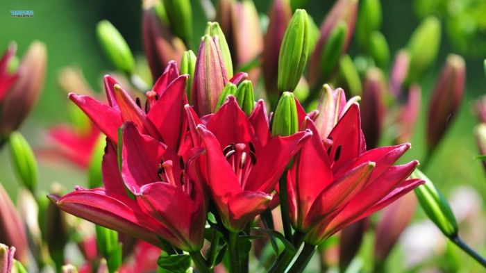 Kvetinové druhy od A do Z, Lilium, červené kvety, jedna z najkrajších letných kvetov, krásne tapety