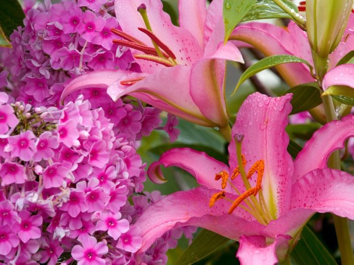 ružové letné kvety, krásne kvety, kvetinové druhy od A do Z, tapety v ružovej farbe