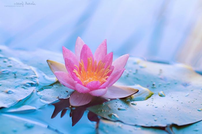 Afbeeldingsresultaat voor bloemen lotus