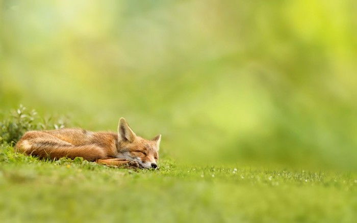 Foto di buona notte con una piccola volpe arancione addormentata, piante verdi ed erba - immagini divertenti della buona notte