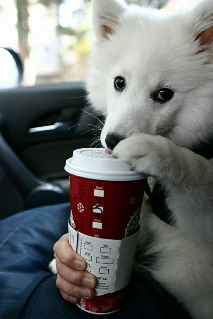 morsom Photo Dog Starbucks kaffekopp å gå
