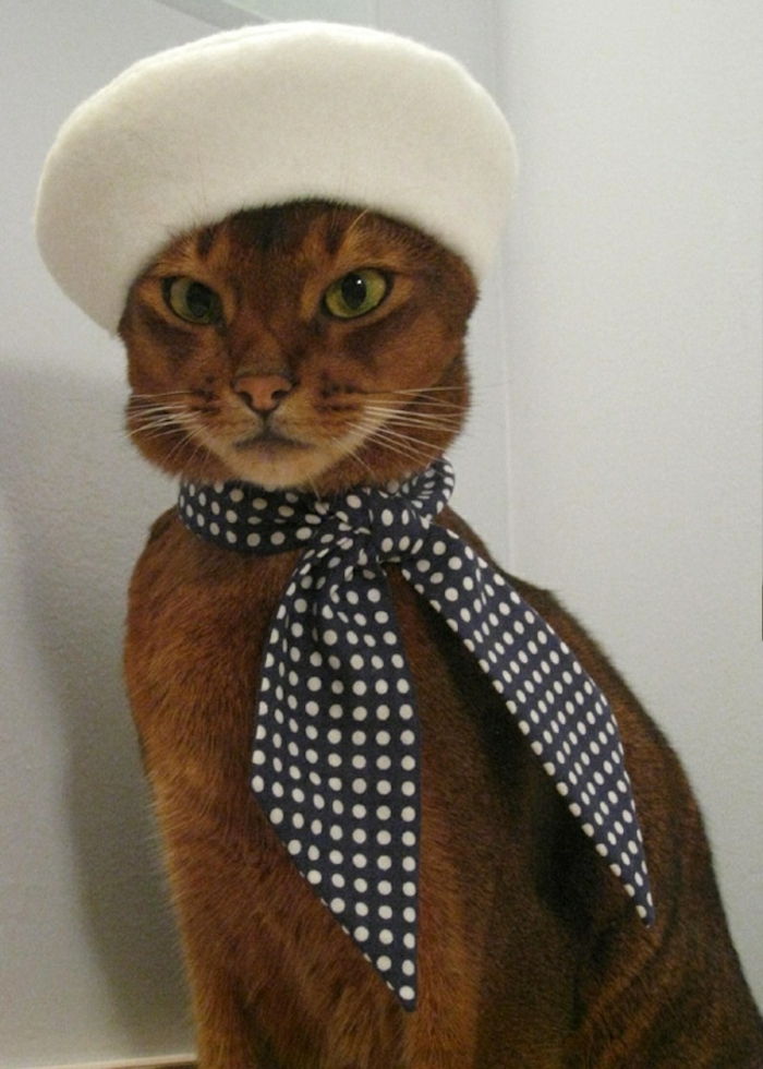 roligt foto Cat franska cap-and-white ull polka-dot band